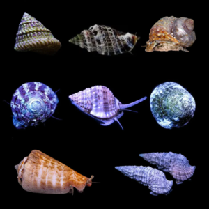 Snails, lumache mix