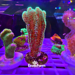 Seriatopora caliendrum - frag small