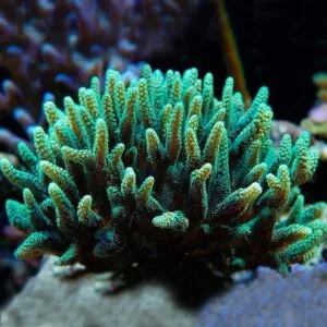 Seriatopora caliendrum - frag medium