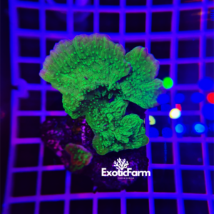 Montipora capricornis "green"
