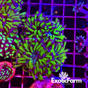 Euphyllia parancora "violet spike" 2 calici