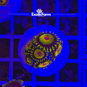 Zoanthus rasta - small, GRADO A