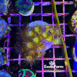 Parazoanthus axinellae - medium