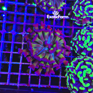 Euphyllia parancora "hologram" 1 calice