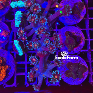 Goniopora "purple halo" - small