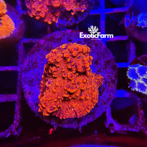 Echinophyllia sp. "flamingo dorito"