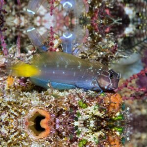 Ecsenius namiyei