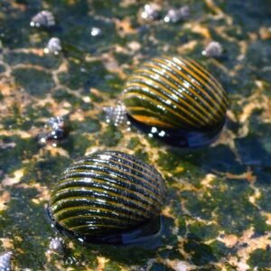 Nerita articulata