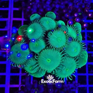 Palythoa "green toxic" - extralarge
