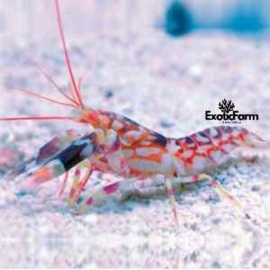 Alpheus bellulus