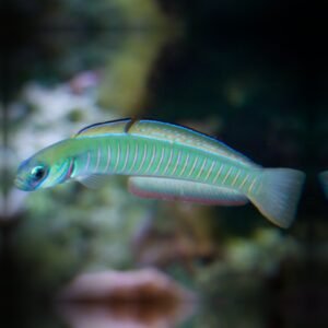 Ptereleotris zebra