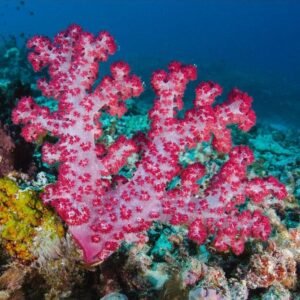Dendronephthya Sp. - "super pink" - small