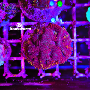 Acanthastrea echinata “dark gold”