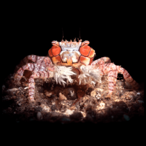 Lybia tessellata - granchio pom-pom girl