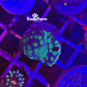 Cyphastrea green emerald - small
