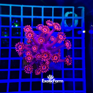 Goniopora red black - medium