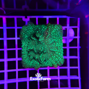 Leptoseris green hulk - medium