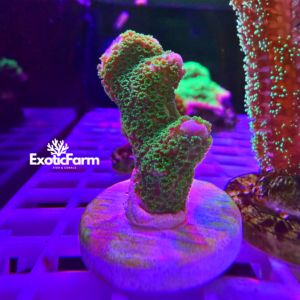 Montipora digitata, "green"