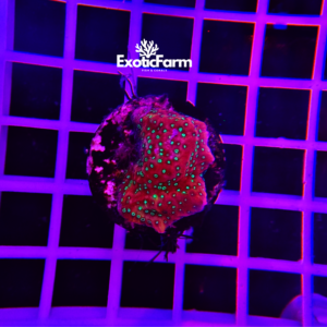 Montipora palawanensis "pink" - small