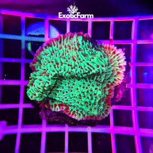 Montipora sp. “chili pepper” - medium