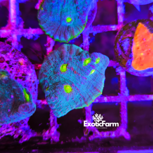 Mycedium, protruding polyps "blue" - small