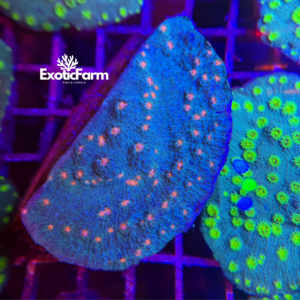 Mycedium violet "protruding polyps"- extralarge