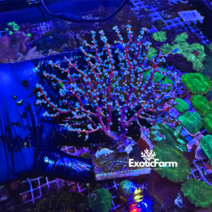 Acalycigorgia sp. “blueberry gorgonian” - large