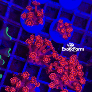 Goniopora "red black" - small
