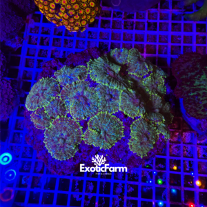 Rhodactis green toad - colonia 10-12 polipi