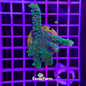 Acropora muricata "green" - medium