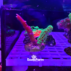 COMBO: S. hystrix e S. caliendrum