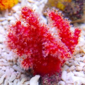 Nephthyigoria Sp. - "super red" - large