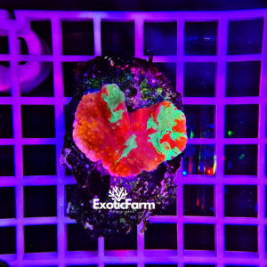 Montipora "grafted" - medium
