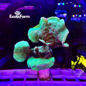 Pavona cactus green - medium
