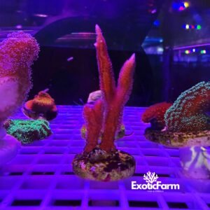 Seriatopora hystrix, "pink" - small
