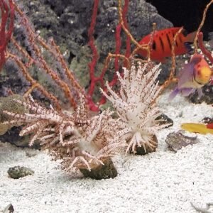 Studeriotes spp. - Christmas Tree Coral