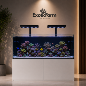 Atelier 300 – 122x50x50h tutto incluso