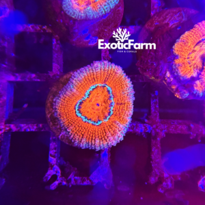 Acanthastrea lordhowensis "pink aura"