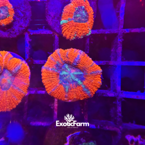 Acanthastrea lordhowensis "ultra grilled"