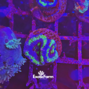 Acanthastrea lordhowensis "green purple"