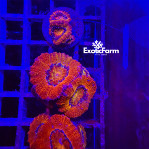 Acanthastrea lordhowensis "ultra red"