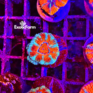 Acanthastrea lordhowensis "fire and green"