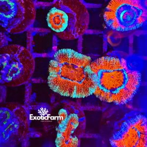 Acanthastrea lordhowensis "green red"
