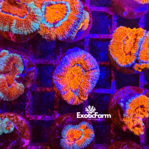 Acanthastrea lordhowensis "flamingo"