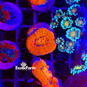 Acanthastrea lordhowensis "red"