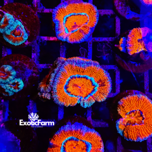 Acanthastrea lordhowensis "around"