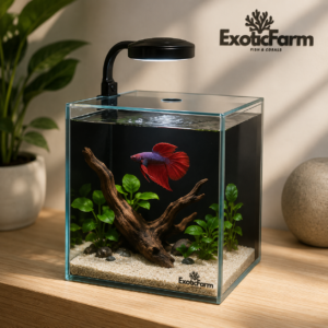 Starter Kit Betta