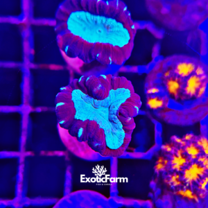 Caulastrea furcata - "ice variant"