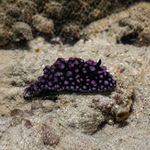 phyllidiella nigra - Black Phyllidiella