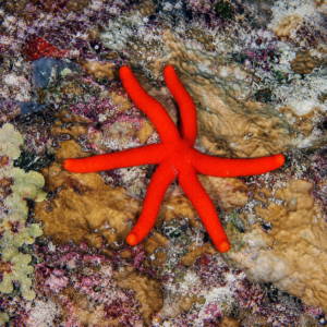 Echinaster luzonicus - stella marina di Luzon